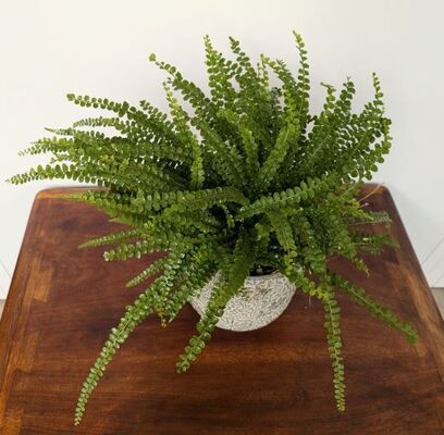 Lemon Button Fern (Nephrolepis cordifolia)