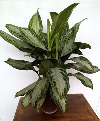 Chinese Evergreen (Aglaonema commutatum)