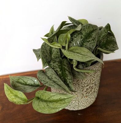 Pothos Silver Satin (Scindapsus pictus)