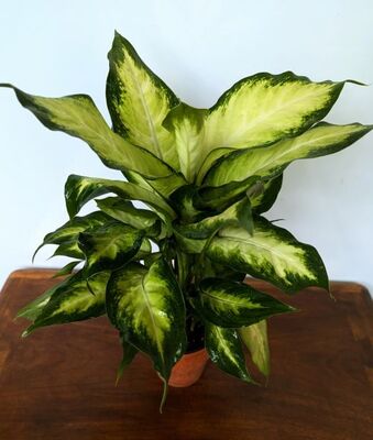 “Tropic Marianne” Leopard Lily (Dieffenbachia seguine)