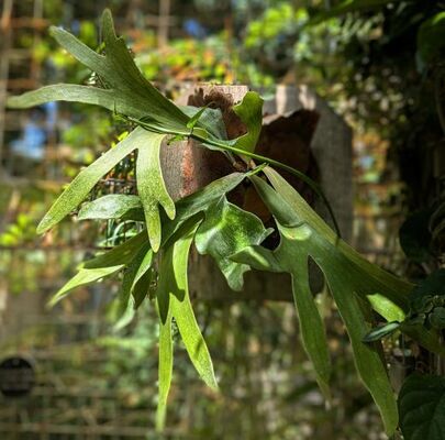 Staghorn Fern (Platycerium elephantotis)