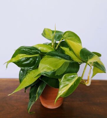 Philodendron Brasil (Philodendron hederaceum)