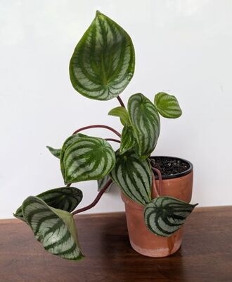 Watermelon Peperomia (Peperomia argyreia)