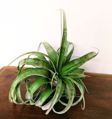 Air Plant  (Tillandsia xerographica)