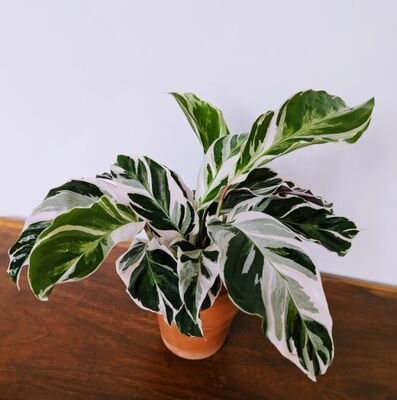 Calathea White Fusion (Calethea lietzei)