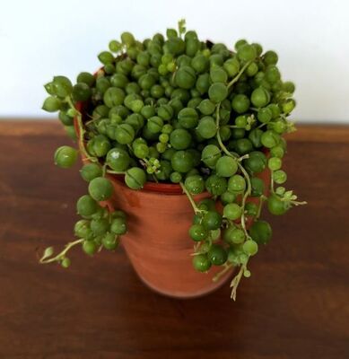 String of Pearls (Curio rowleyanus)