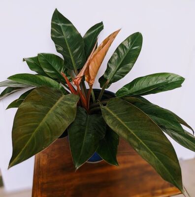 Imperial Red Philodendron (Philodendron erubescens) 