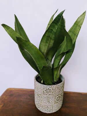 Moonshine Snake Plant (Sanserivia trifasciata)