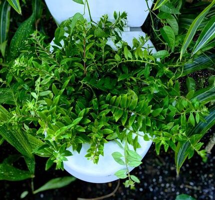 Goldfish Plant - (Columnea nematanthus) 