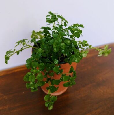 Pilea “Baby Tears” (Soleirolia soleirolii)