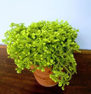 Gold Spike Moss (Selaginella kraussiana)