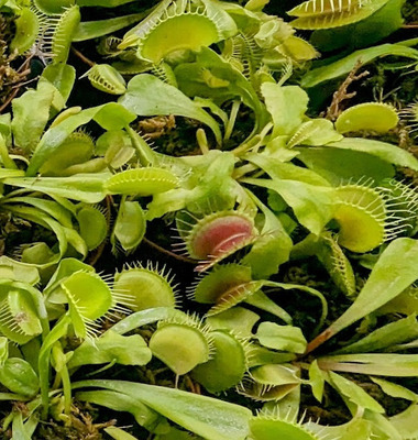 Venus Fly Trap (Dionaea muscipula)