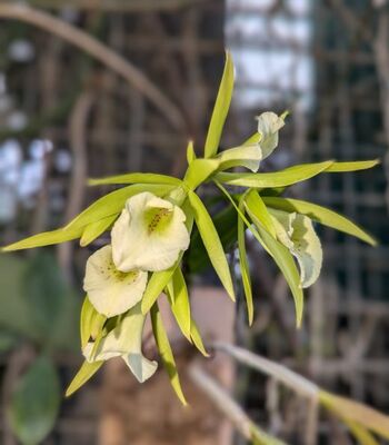 Key Lime Orchid (Epicattleya Lime Sherbet x Brassavola nodosa)