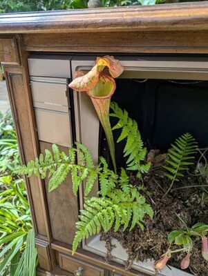 Green Trumpet Plant (Sarracenia oreophila)