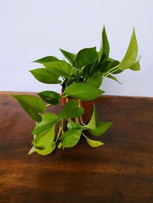 Pothos Neon (Epipremnum aureum) 