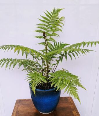 Australian Tree Fern (Cyathea australis) 