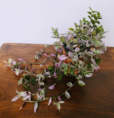 Silver Inch Plant (Tradescantia zebrina)