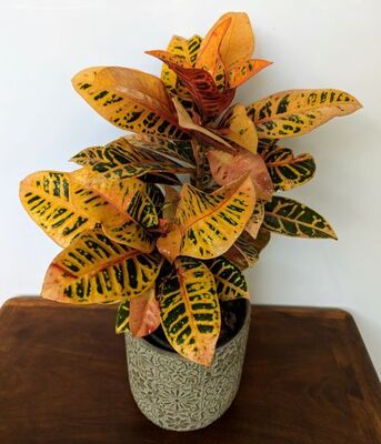 Croton Petra (Codiaeum variegatum) 