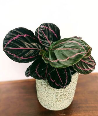 Calathea “Dottie” (Calathea roseopicta) 