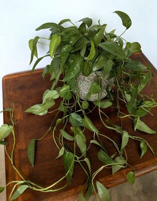 Cebu Blue Pothos (Epipremnum pinnatum) 