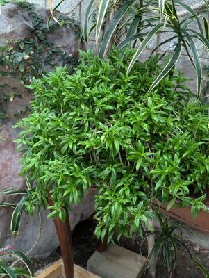 Lipstick Plant (Aeschynanthus radicans) 