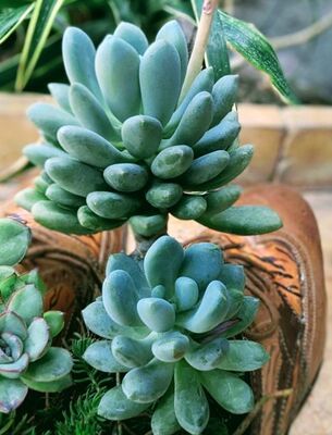 Moonstones (Pachyphytum claviflorum)