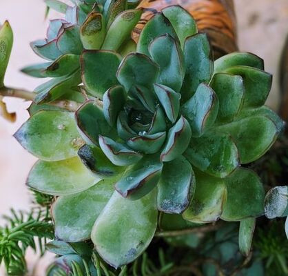 Hens and Chicks (Echeveria pulidonis) 