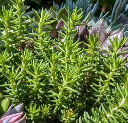 Jenny’s Stonecrop (Petrosedum rupestre)