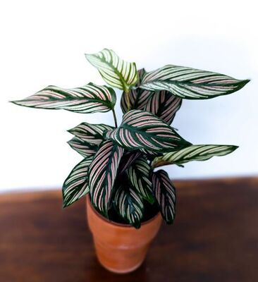 Calathea White Star (Calathea ornata) 