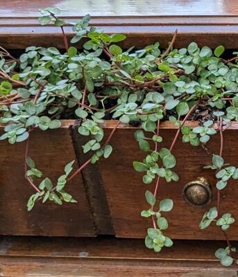 Pilea Aquamarine (Pilea glauca)