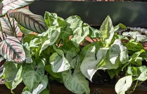 Arrowhead Plant (Syngonium podophyllum)