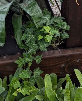 European Ivy (Hedera helix)