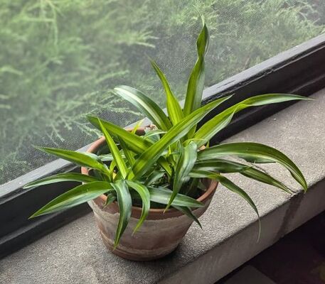 Spider Plant (Chlorophytum comosum)