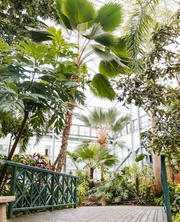 Lena Meijer Tropical Conservatory