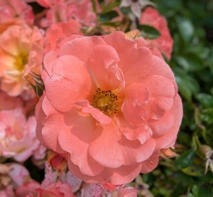 Peach Drift (Shrub Rose)