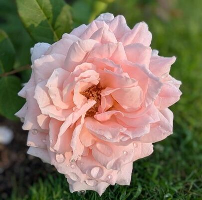 Quietness (Griffith Buck Shrub Rose)