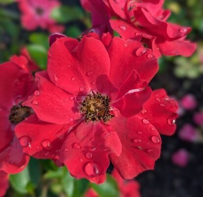 Prairie Clogger (Griffith Buck Shrub Rose)