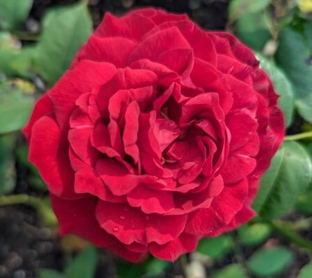 Janice Kellogg (Floribunda Rose)