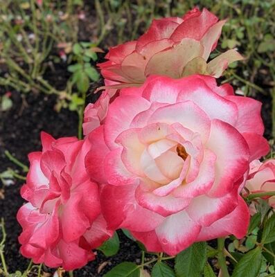 Cherry Parfait (Grandiflora Rose)