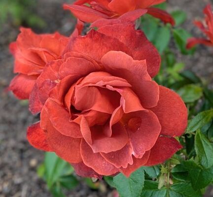 Hot Cocoa (Floribunda Rose)