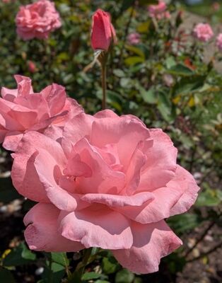 Queen Elizabeth (Grandiflora Rose)
