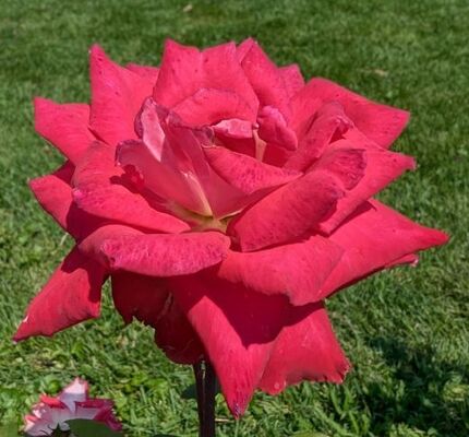 Love (Grandiflora Rose)