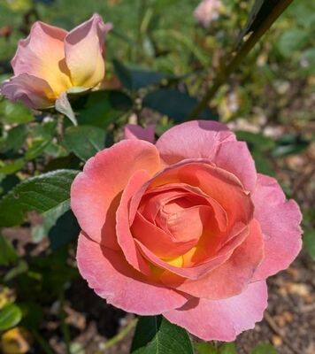 Elle (Hybrid Tea Rose)