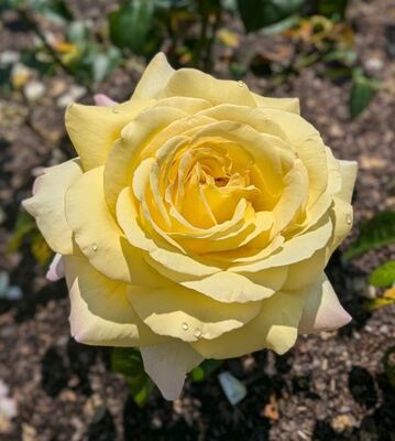 Peace (Hybrid Tea Rose)