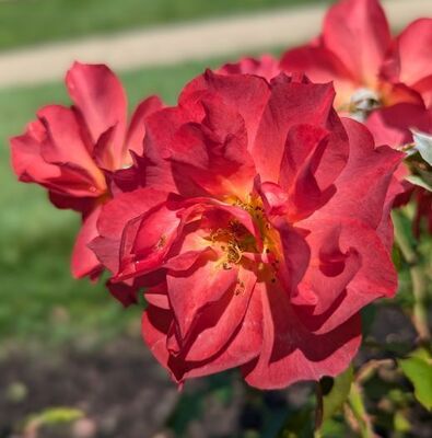 Cinco de Mayo (Floribunda Rose)