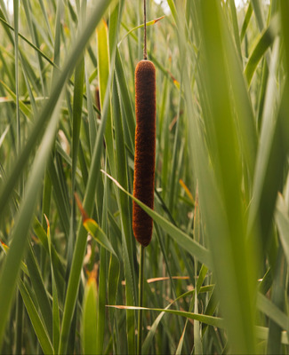 Cattails