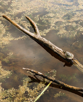 Fallen Log