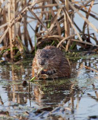 Muskrat