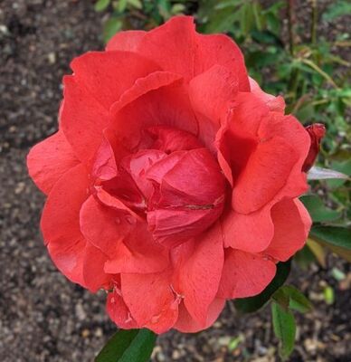 Morden Fireglow (Canadian Shrub Rose)