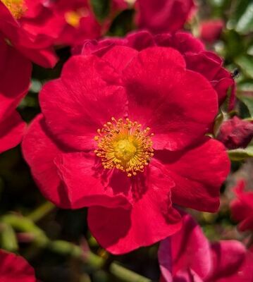 Red Flower Carpet (Landscape Rose) 